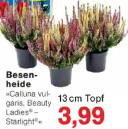 Jawoll Besenheide Angebot