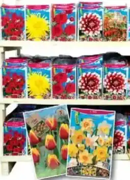 Jawoll Riesenauswahl Blumenzwiebeln! Angebot