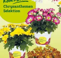 Pflanzen Kölle Kölle's Beste Chrysanthemen-Selektion Angebot