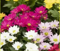 Pflanzen Kölle Chrysantheme Swifty Angebot