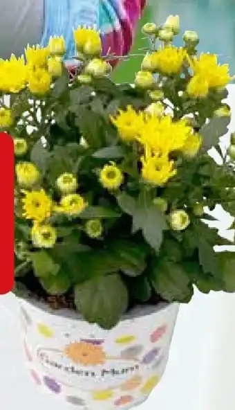 Pflanzen Kölle Chrysantheme Angebot