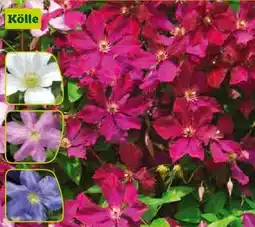 Pflanzen Kölle Waldrebe Angebot