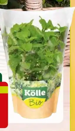 Pflanzen Kölle Kölle's Bio Küchenkräuter Angebot