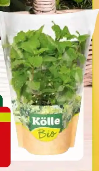 Pflanzen Kölle Kölle's Bio Küchenkräuter Angebot