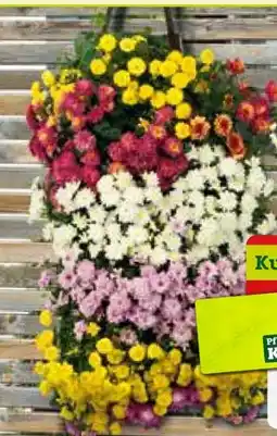 Pflanzen Kölle Chrysanthemen-Wandhänger Angebot