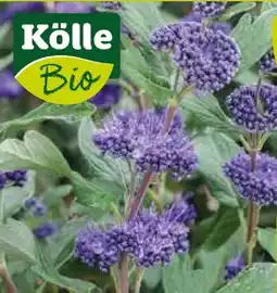 Pflanzen Kölle Kölle's Bio Bartblume Grand Bleu Angebot