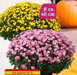 Pflanzen Kölle Kölle Chrysanthemen-Busch Angebot