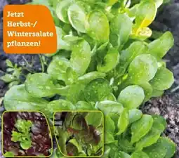 Pflanzen Kölle Kölle's Beste Herbstsalate Angebot