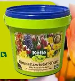Pflanzen Kölle Kölle's Bio Blumenzwiebel-Kraft Angebot