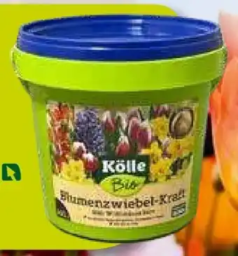 Pflanzen Kölle Kölle's Bio Blumenzwiebel-Kraft Angebot