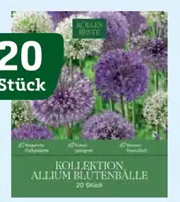Pflanzen Kölle Kölle's Beste Kollektion Allium Blütenbälle Mischung Angebot