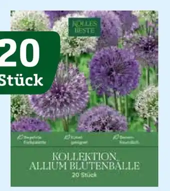 Pflanzen Kölle Kölle's Beste Kollektion Allium Blütenbälle Mischung Angebot