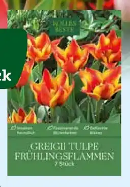 Pflanzen Kölle Kölle's Beste Greigii Tulpe Kölle‘s Frühlingsflammen Angebot