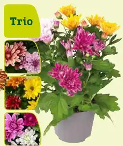 Pflanzen Kölle Chrysanthemen Trio Angebot