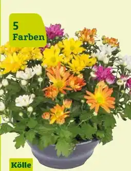 Pflanzen Kölle Kölle Chrysanthemen-Schale Angebot