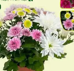 Pflanzen Kölle Kölle's Beste Chrysantheme Bouquet Angebot