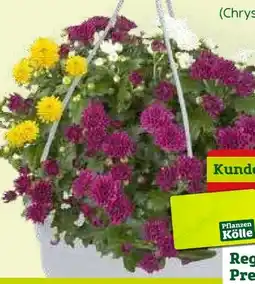 Pflanzen Kölle Chrysanthemen Trios Ampel Angebot