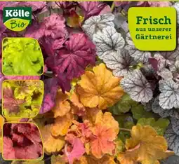 Pflanzen Kölle Kölle's Bio Purpurglöckchen Angebot