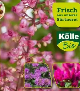 Pflanzen Kölle Kölle's Bio Bunter Herbst Angebot