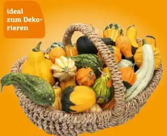 Pflanzen Kölle Zierkürbisse Angebot
