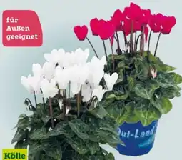 Pflanzen Kölle Kölle Freiland-Alpenveilchen Angebot