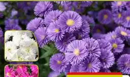 Pflanzen Kölle Glattblatt-Aster Angebot