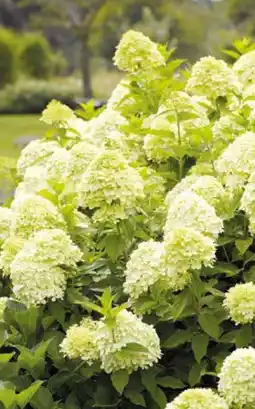 Pflanzen Kölle Rispenhortensie Limelight Angebot