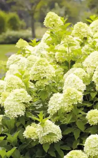 Pflanzen Kölle Rispenhortensie Limelight Angebot
