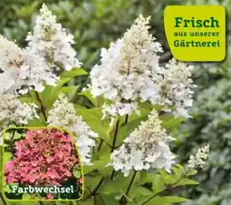 Pflanzen Kölle Kölle's Beste Rispenhortensie Pinky-Winky Angebot