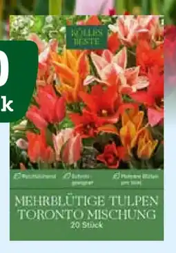 Pflanzen Kölle Kölle's Beste Mehrblütige Tulpen Toronto Mischung Angebot