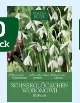 Pflanzen Kölle Kölle's Beste Schneeglöckchen Galanthus Woronowii Angebot
