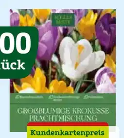 Pflanzen Kölle Kölle's Beste Grossblumige Krokusse Prachtmischung Angebot