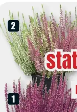 B1 Discount Baumarkt Knospenheide Garden Girls Angebot