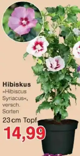 Jawoll Hibiskus Angebot