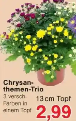 Jawoll Chrysanthemen-Trio Angebot