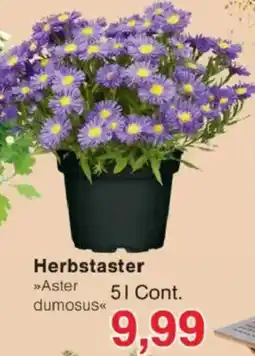 Jawoll Herbstaster Angebot