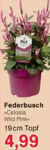 Jawoll Federbusch Angebot