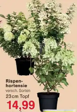 Jawoll Rispenhortensie Angebot