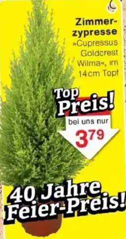 Jawoll Zimmerzypresse Angebot