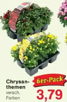 Jawoll Chrysanthemen Angebot