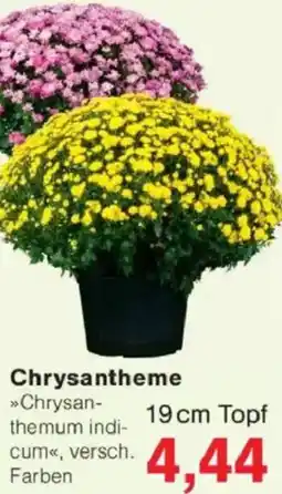 Jawoll Chrysantheme Angebot