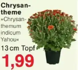 Jawoll Chrysantheme Angebot