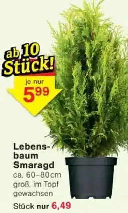 Jawoll Lebensbaum Smaragd Angebot