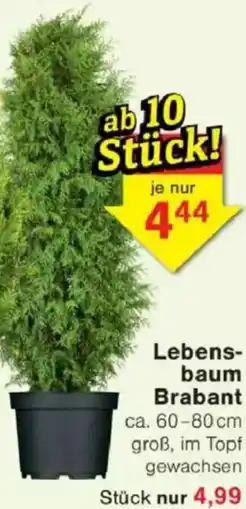 Jawoll Lebensbaum Brabant Angebot