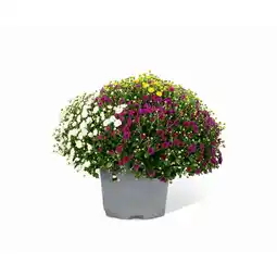 toom Baumarkt Chrysantheme Trio-Busch 60 cm, 21 cm Topf Angebot