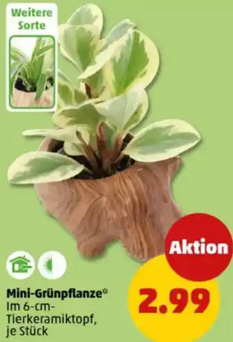 PENNY Mini-Grünpflanze Angebot