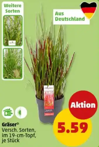 PENNY Gräser Angebot