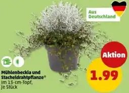 PENNY Mühlenbeckia und Stacheldrahtpflanze Angebot