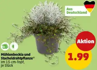 PENNY Mühlenbeckia und Stacheldrahtpflanze Angebot