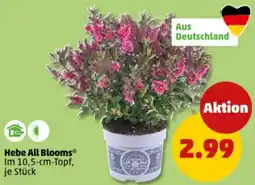 PENNY Hebe All Blooms Angebot